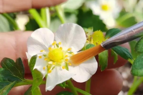 草莓开花后花蕊变黑的原因,温度不适合或缺钙均会导致