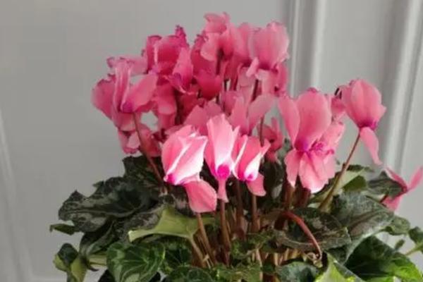 仙客来有小白虫如何处理,可用食醋擦拭或喷施药剂