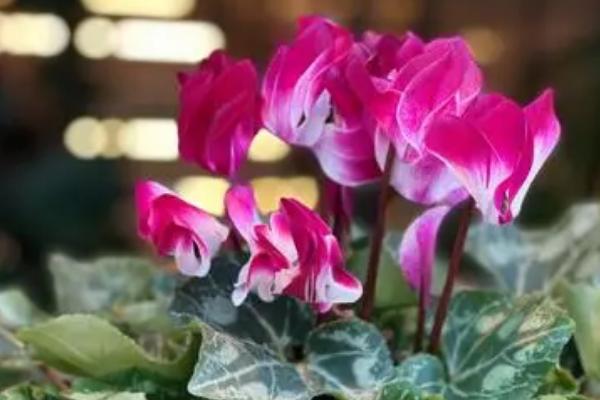 仙客来有小白虫如何处理,可用食醋擦拭或喷施药剂