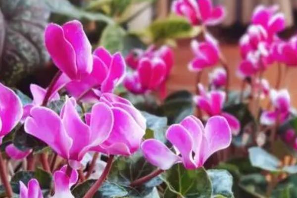 仙客来有小白虫如何处理,可用食醋擦拭或喷施药剂