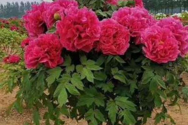 牡丹能不能长成树,可以长成树但比较矮小