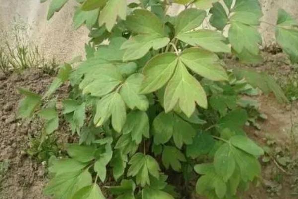 牡丹能不能长成树,可以长成树但比较矮小