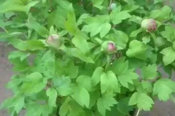 牡丹能不能长成树,可以长成树但比较矮小