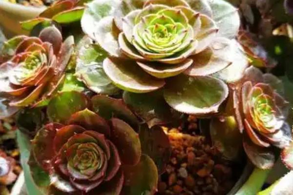 多肉魔法师的养殖方法，养殖时需每周浇两次水