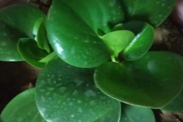 碧玉叶子卷怎么办,首先盆土要配制好