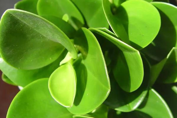 碧玉叶子卷怎么办,首先盆土要配制好