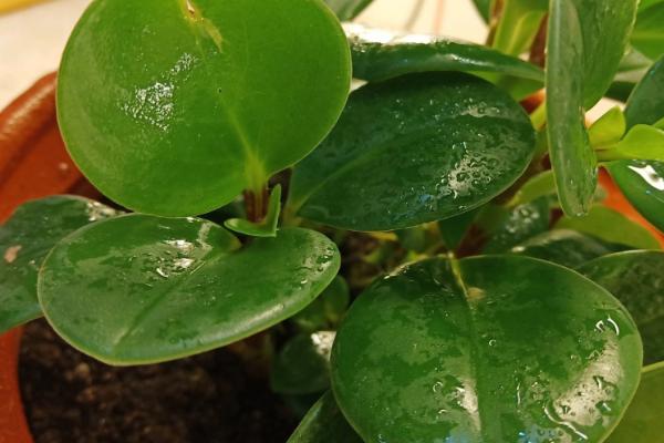 碧玉叶子卷怎么办,首先盆土要配制好