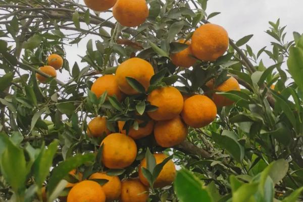 椪柑与芦柑有什么区别，二者没有区别只是叫法不同