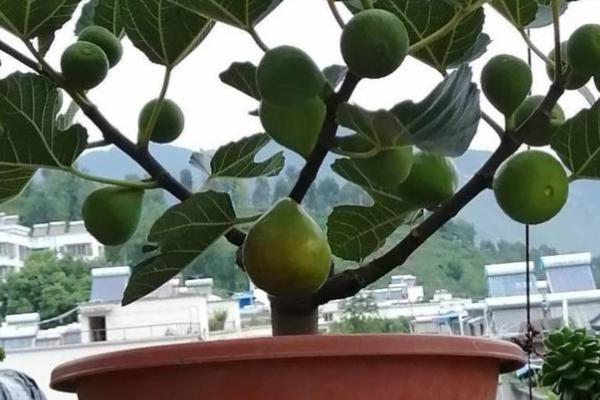 盆栽无花果是否惧怕暴晒,害怕暴晒夏季需要遮阴