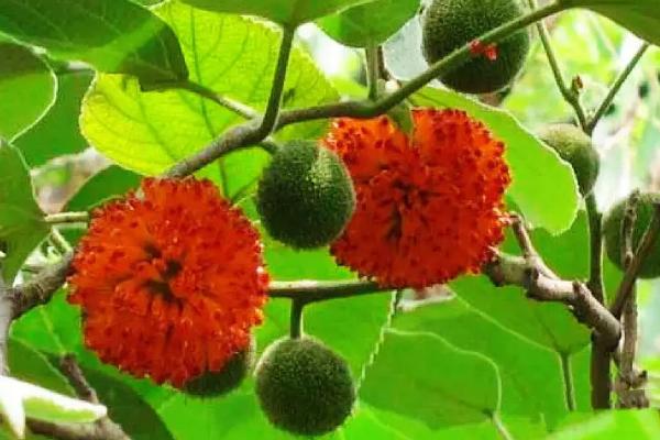 盆栽无花果是否惧怕暴晒,害怕暴晒夏季需要遮阴