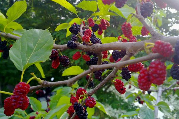 盆栽无花果是否惧怕暴晒,害怕暴晒夏季需要遮阴