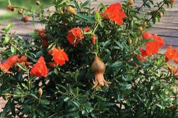 石榴花的养殖技巧,生长期对光照的需求很高