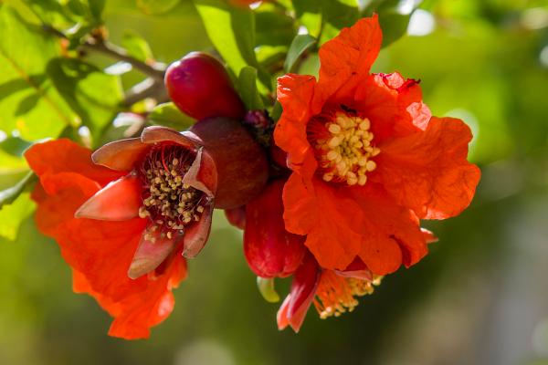 石榴花的养殖技巧,生长期对光照的需求很高