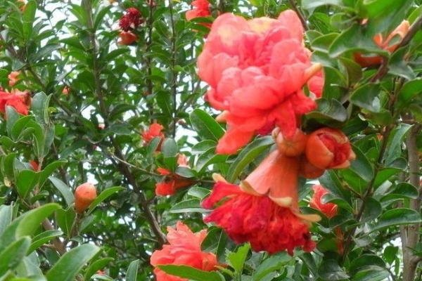 石榴花的养殖技巧,生长期对光照的需求很高