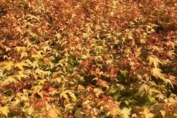 黄金枫叶子不黄的原因，可能是季节没到
