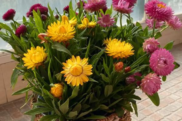 蜡菊桃杏混合种植方法,每隔半个月补充一次稀薄的饼肥水