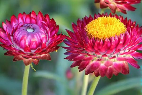 蜡菊桃杏混合种植方法,每隔半个月补充一次稀薄的饼肥水