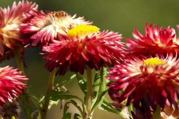 蜡菊桃杏混合种植方法,每隔半个月补充一次稀薄的饼肥水