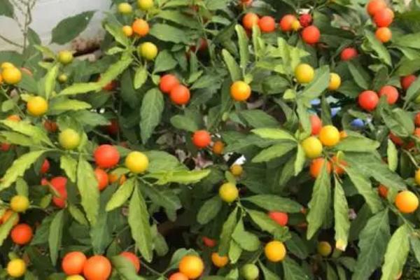 珊瑚樱的养殖方法，适合生长在富含有机质的土壤中