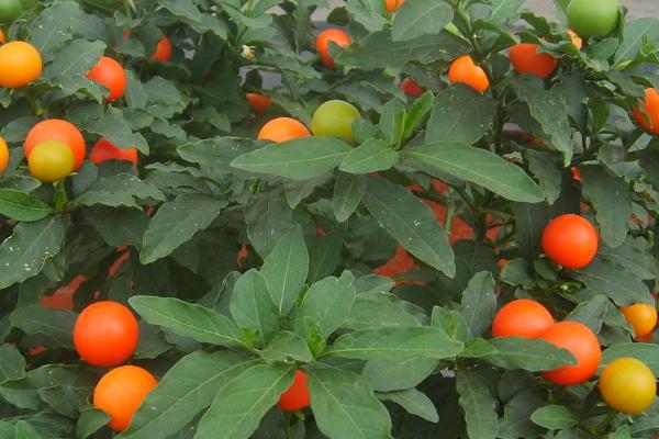 珊瑚樱的养殖方法，适合生长在富含有机质的土壤中