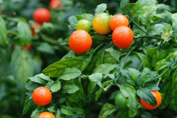 珊瑚樱的养殖方法，适合生长在富含有机质的土壤中