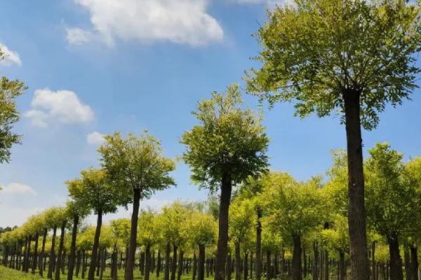 金枝槐的花期,花期为5-8月