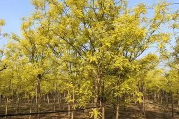 金枝槐的花期,花期为5-8月