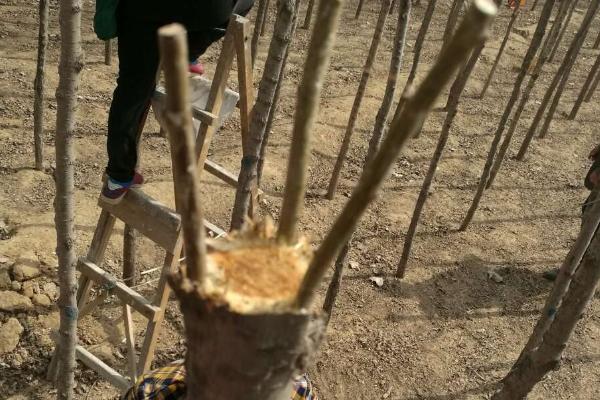 金枝槐的花期,花期为5-8月