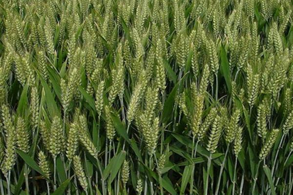 种上小麦连续不下雨怎么办,需要及时浇水