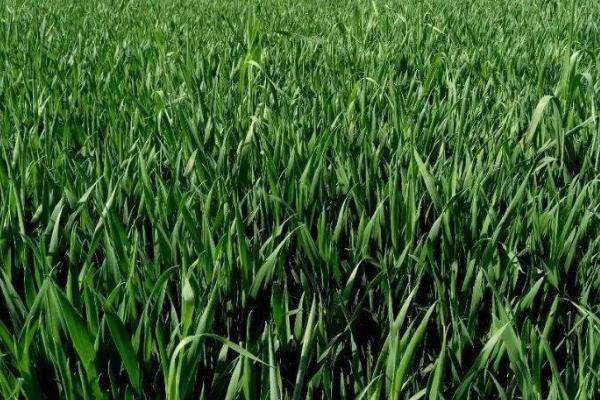 种上小麦连续不下雨怎么办,需要及时浇水