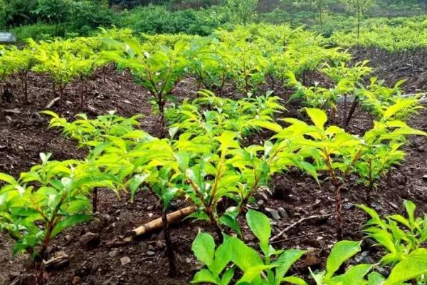 蒟蒻是什么植物,学名为魔芋