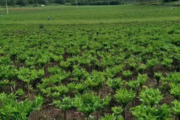 蒟蒻是什么植物,学名为魔芋