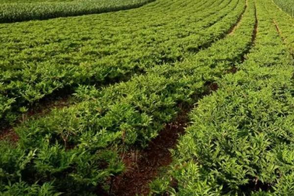 蒟蒻是什么植物,学名为魔芋