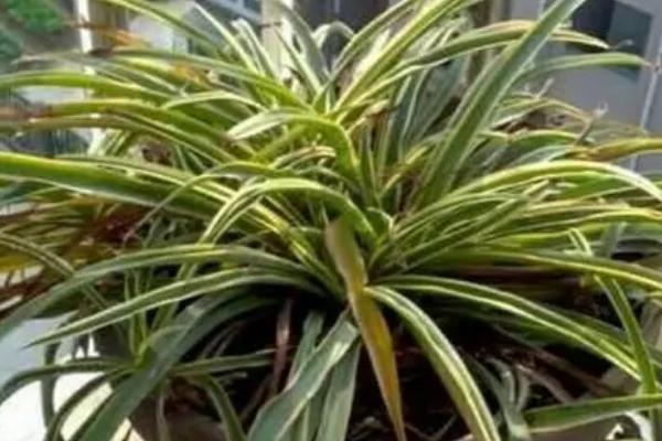 吊兰叶子发软下垂的原因,可能是浇水过多或光照不足等