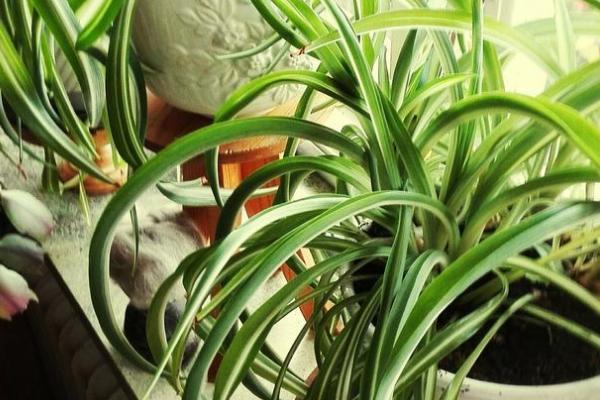 吊兰叶子发软下垂的原因,可能是浇水过多或光照不足等