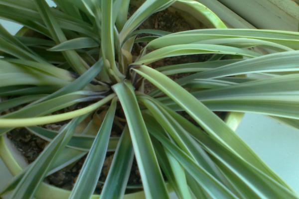 吊兰叶子发软下垂的原因,可能是浇水过多或光照不足等