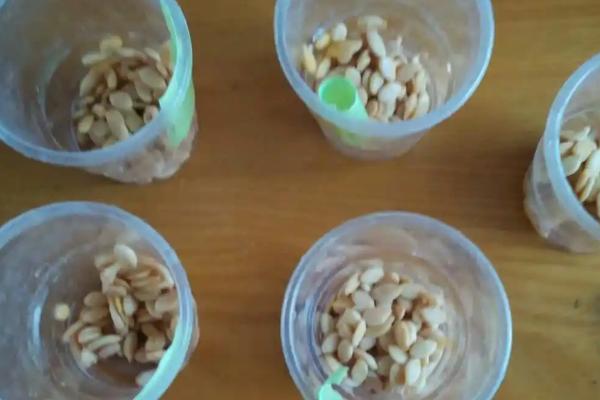 黑皮冬瓜的种植技术,需要先对其种子进行催芽