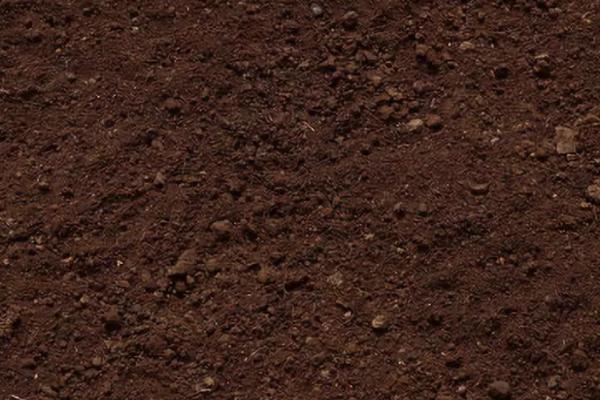 黑皮冬瓜的种植技术,需要先对其种子进行催芽