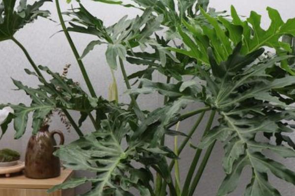 春羽叶子腐烂怎么办，需要及时修剪