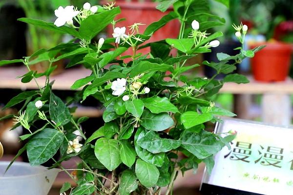 茉莉花冬天可以放在室外养吗,冬季气温较低不适合放在室外