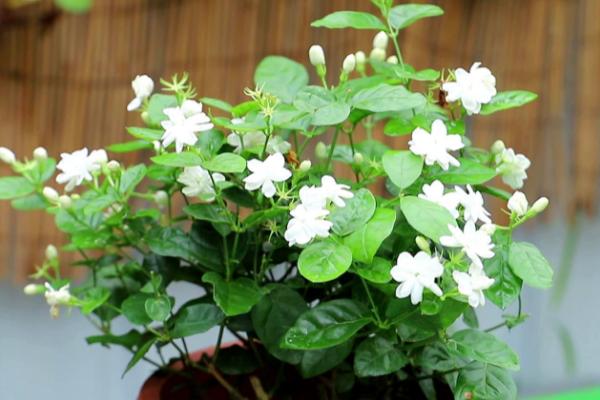 茉莉花冬天可以放在室外养吗,冬季气温较低不适合放在室外