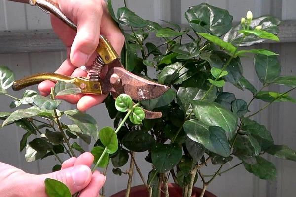 茉莉花冬天可以放在室外养吗,冬季气温较低不适合放在室外