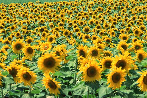 六朵向日葵的花语,寓意幸福、阳光