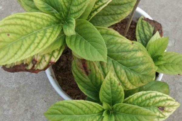 花卉叶尖枯黄的原因,盆中积水容易因根系腐烂而引发枯黄现象