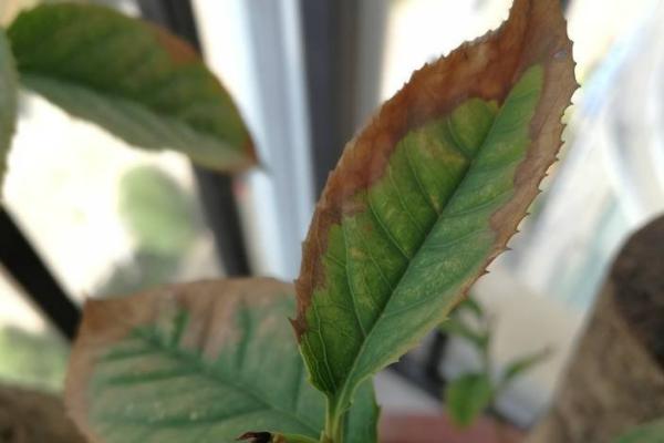 花卉叶尖枯黄的原因,盆中积水容易因根系腐烂而引发枯黄现象