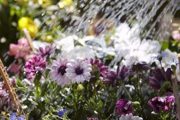 花卉叶尖枯黄的原因,盆中积水容易因根系腐烂而引发枯黄现象