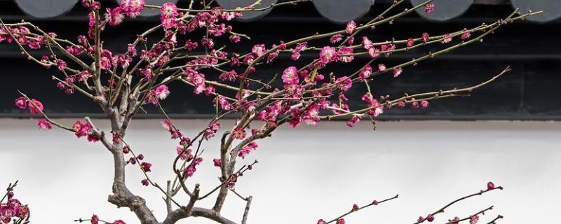 梅花的寓意，代表吉祥如意、坚强不屈、高洁淡雅