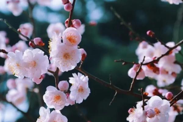 梅花的寓意,代表吉祥如意、坚强不屈、高洁淡雅