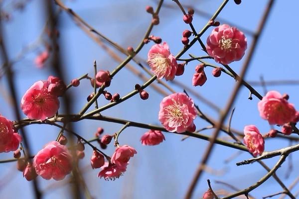 梅花的寓意,代表吉祥如意、坚强不屈、高洁淡雅