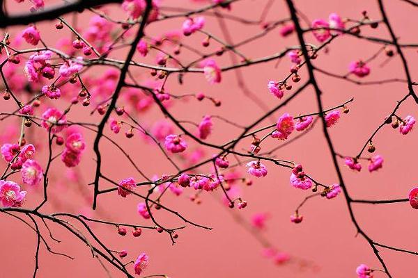 梅花的寓意,代表吉祥如意、坚强不屈、高洁淡雅